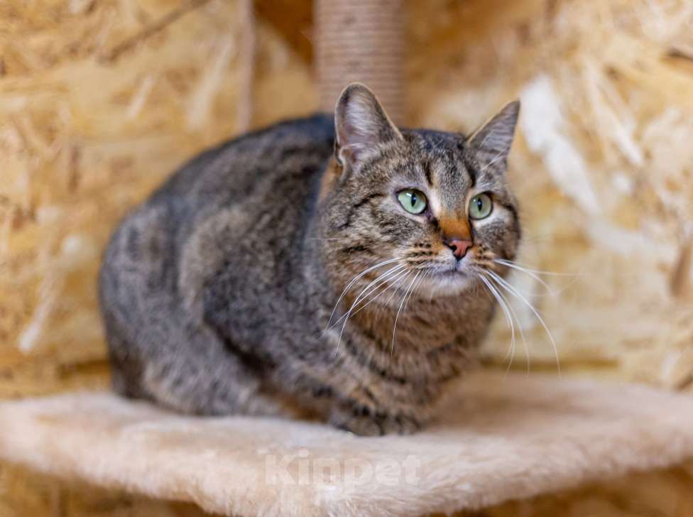 Кошки в Москве: Мадам ждет хозяев Девочка, Бесплатно - фото 2