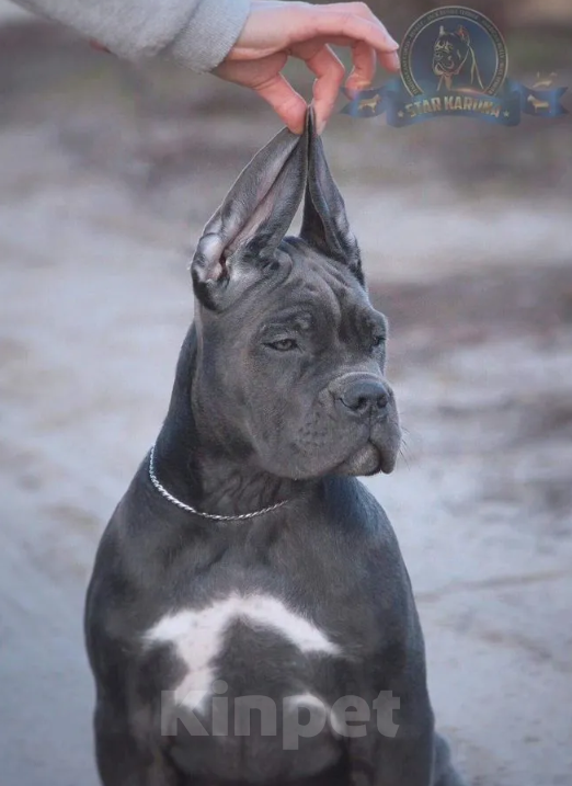 Собаки в Краснодаре: щенки кане корсо от топ питомника Девочка, 200 000 руб. - фото 2