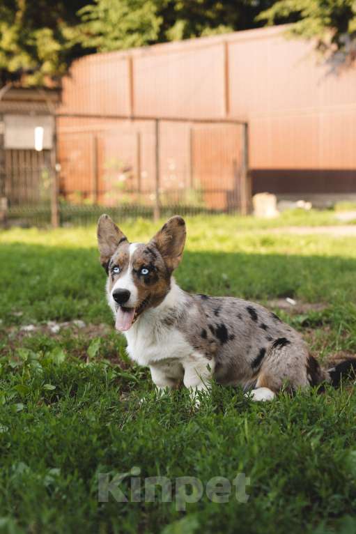 Собаки в Воскресенске: Щенки корги кардиган Мальчик, 45 000 руб. - фото 10