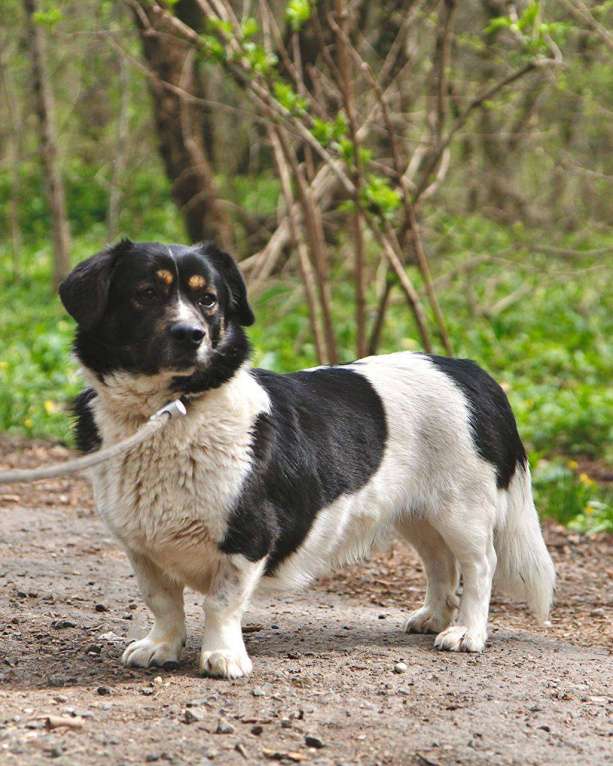 Собаки в других городах Московской области: Крошка Пудинг в дар Мальчик, Бесплатно - фото 7