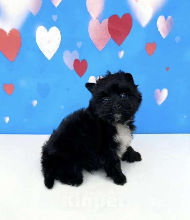 Собаки в Москве: Чёрный йорк мальчик стандарт Мальчик, 80 000 руб. - фото 4