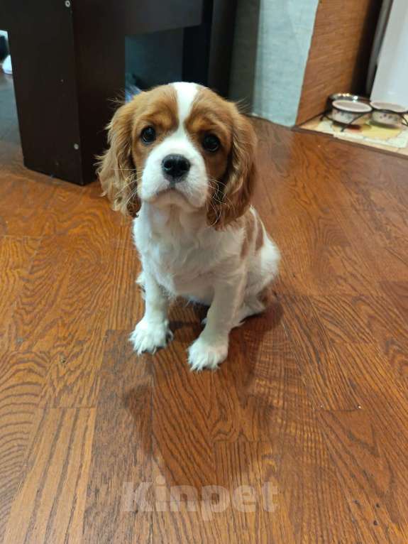 Собаки в Санкт-Петербурге: Продаётся девочка 3месяца Девочка, Бесплатно - фото 3