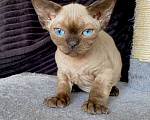Кошки в Ломоносе: котята девон рекс Мальчик, 30 000 руб. - фото 5