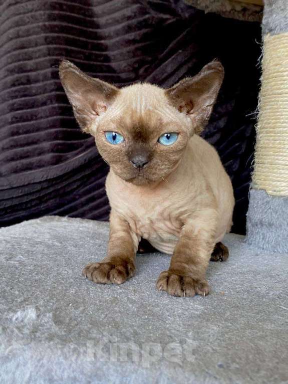 Кошки в Ломоносе: котята девон рекс Мальчик, 30 000 руб. - фото 5