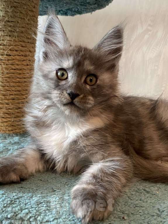 Кошки в Москве: Мейн-кун черепаховый дым Девочка, Бесплатно - фото 8