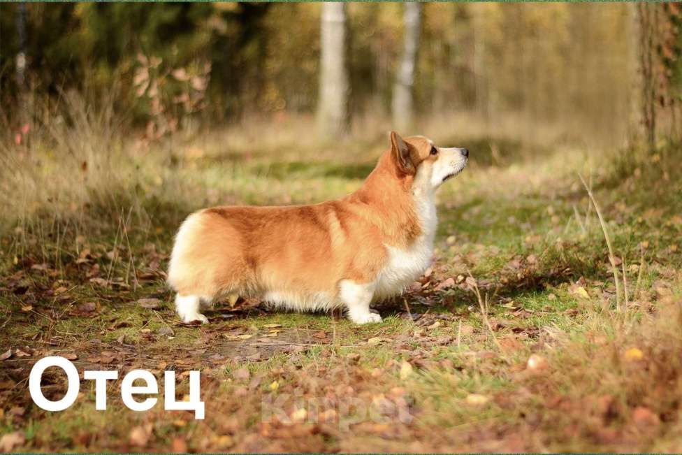 Собаки в Екатеринбурге: Щенки вельш корги пемброк Мальчик, 70 000 руб. - фото 5