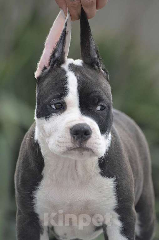 Собаки в Краснодаре: Кобель ам стаффа РКФ Мальчик, 80 000 руб. - фото 1