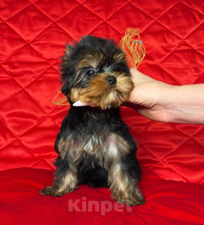 Собаки в Москве: Йоркширский терьер девочка Девочка, 85 000 руб. - фото 1