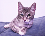 Кошки в Балашихе: Котик мальчик европеец Мальчик, 1 000 руб. - фото 6