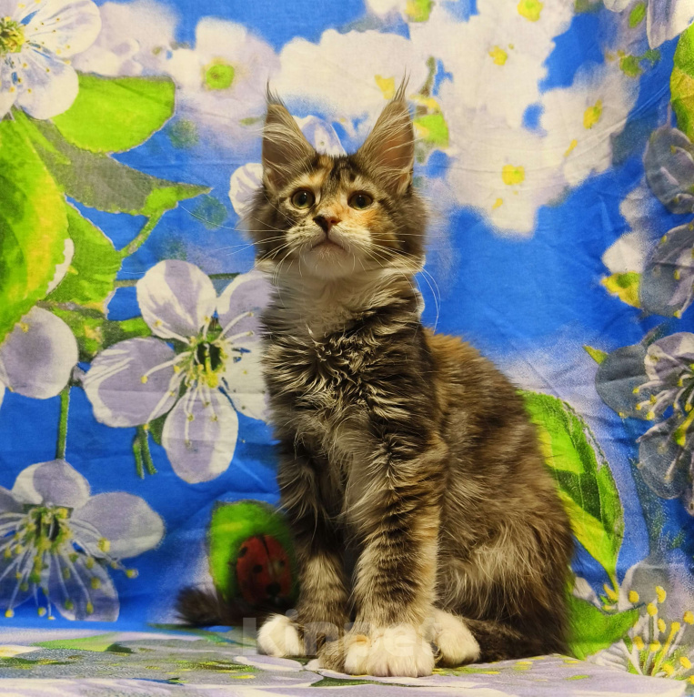 Кошки в Москве: Котёнок Мейн-кун Полидакт Девочка Девочка, 90 000 руб. - фото 4