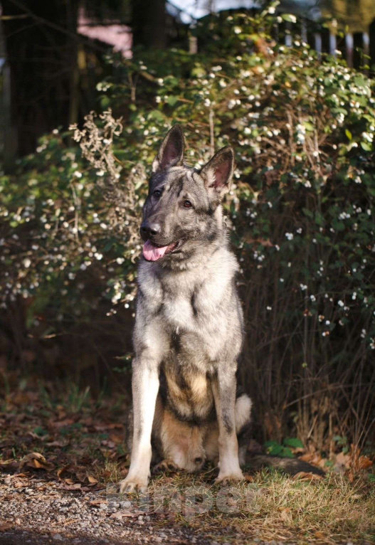 Собаки в других городах Московской области: Грей ищет верного хозяина Мальчик, Бесплатно - фото 10