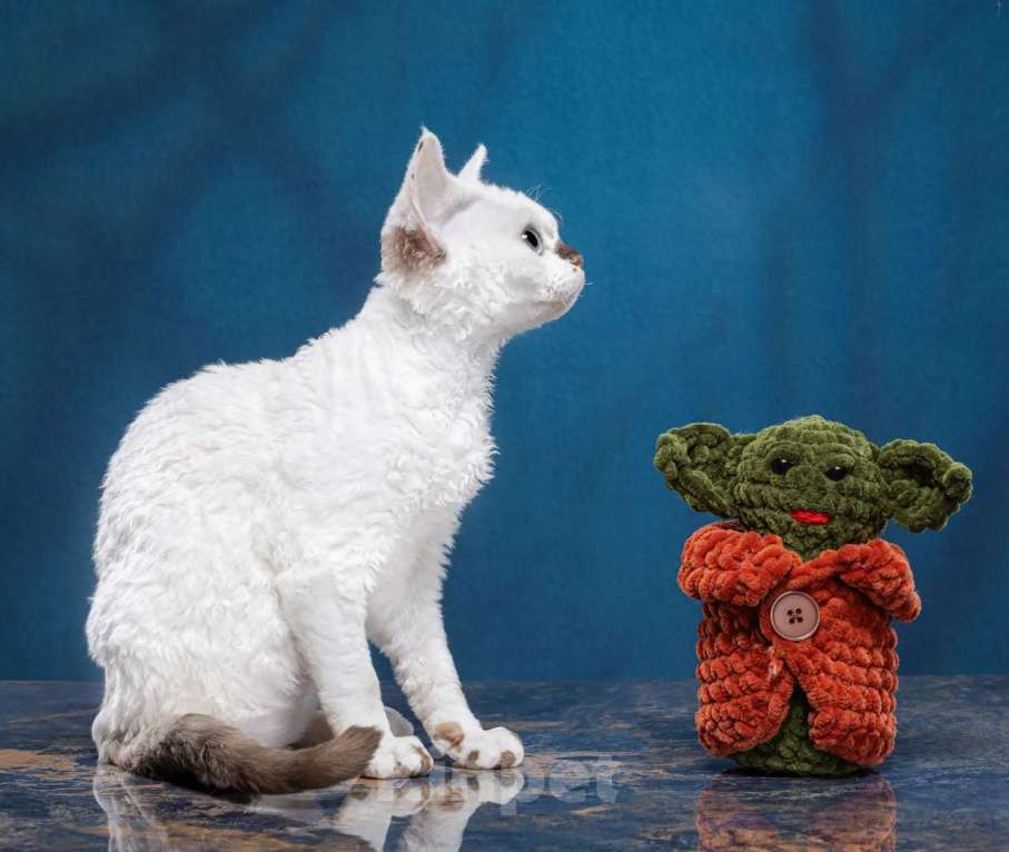 Кошки в Новосибирске: Девочка девон рекс Девочка, 60 000 руб. - фото 5