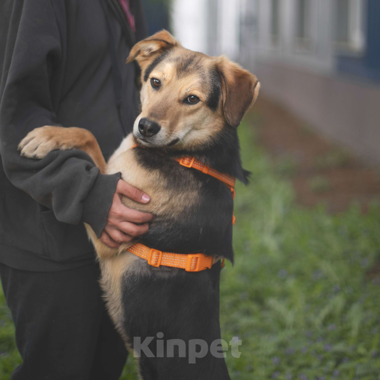 Собаки в Москве: Клевер Мальчик, Бесплатно - фото 2