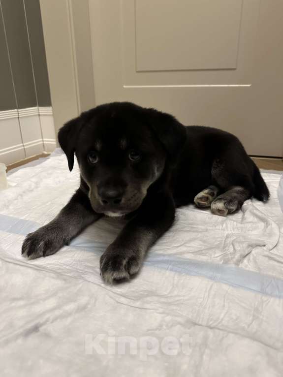 Собаки в Москве: Метис лабрадора и лайки ищет ДОБРЫЕ руки Мальчик, Бесплатно - фото 5