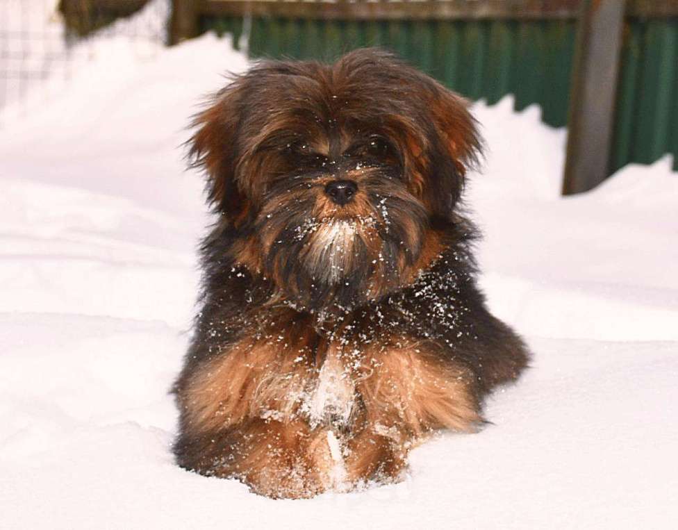 Собаки в Москве: Мальтипу мальчик редкого окраса Мальчик, 50 000 руб. - фото 3