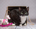 Кошки в Москве: Молодая кошечка Вивьен в добрые руки  Девочка, Бесплатно - фото 1