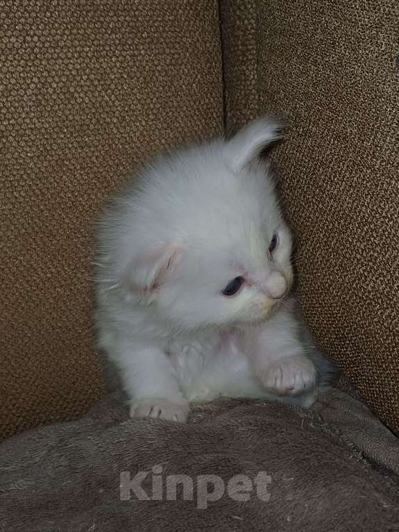 Кошки в Йошкаре-Оле: Шикарная белоснежная принцесса Мейн-Кун Девочка, 25 000 руб. - фото 2