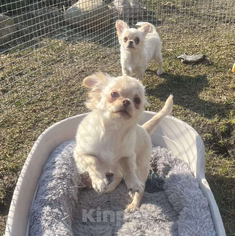 Собаки в Санкт-Петербурге: Щенки чихуахуа Девочка, 40 000 руб. - фото 5