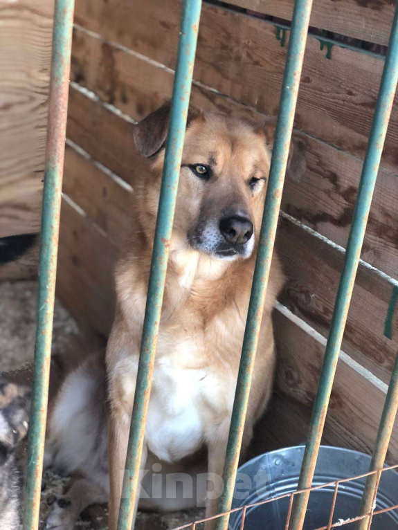 Собаки в Москве: Особенному Вилли тяжело без своего Человека Мальчик, Бесплатно - фото 3