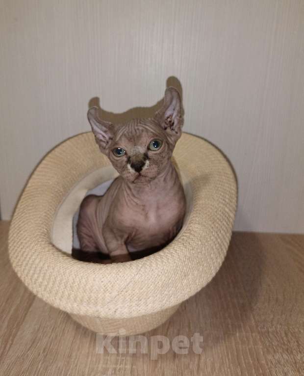 Кошки в Москве: Эльф девочка Девочка, 50 000 руб. - фото 7