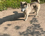 Собаки в Ногинске: Найдена собака Девочка, Бесплатно - фото 3