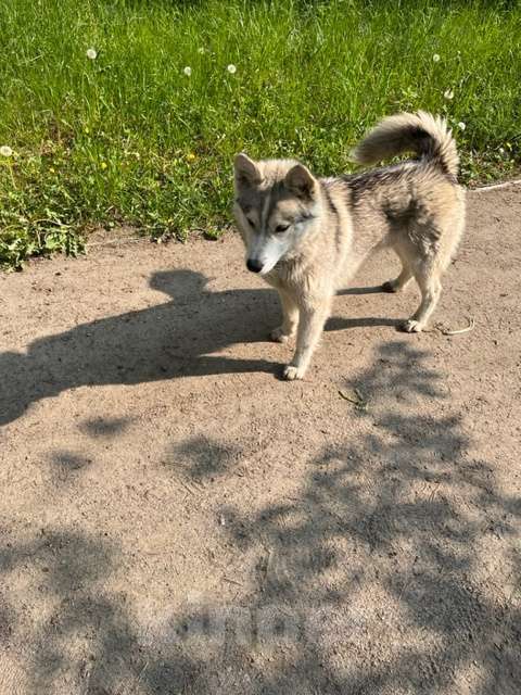 Собаки в Ногинске: Найдена собака Девочка, Бесплатно - фото 3