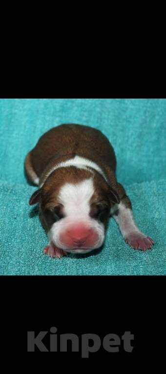 Собаки в Воронеже: Щенки АСТ  Девочка, 10 000 руб. - фото 2