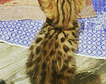 Кошки в Ярославле: Бенгальские котята, 12 000 руб. - фото 4