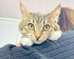 Кошки в Кувшиново: Котёнок с очаровательными глазками, Бесплатно - фото 1