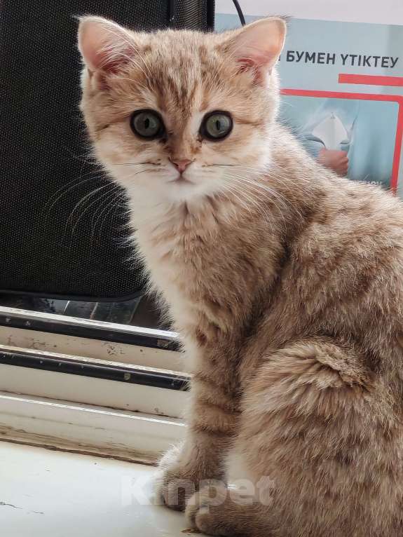 Кошки в Казани: Британский короткошерстный котёнок Мальчик, 18 000 руб. - фото 6