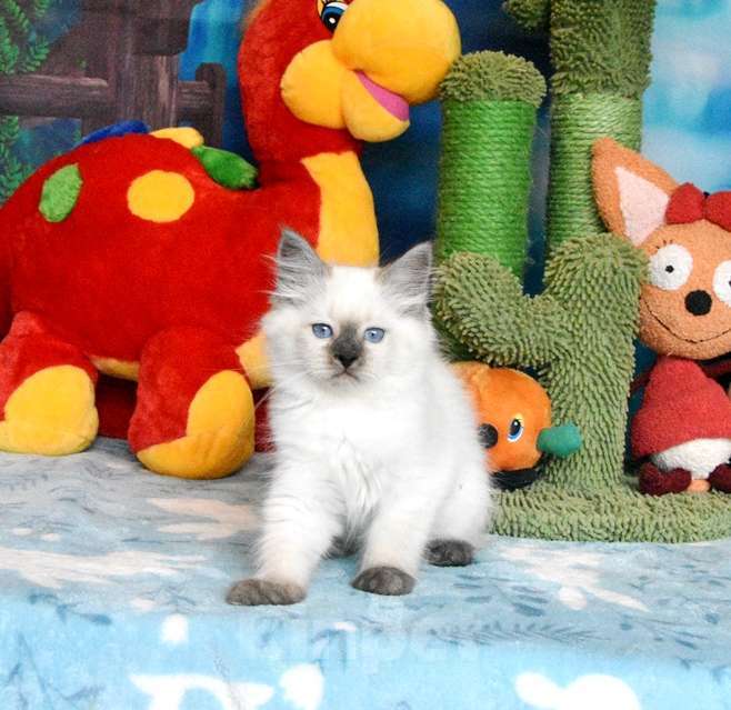 Кошки в Москве: Невские маскарадные котики яркого окраса. Мальчик, 45 000 руб. - фото 2