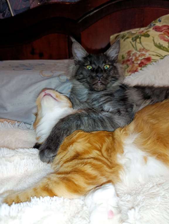 Кошки в Москве: Мейн кун чёрный дым Мальчик, 30 000 руб. - фото 4