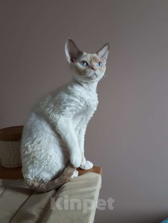 Кошки в Москве: Девон рекс мальчик Мальчик, Бесплатно - фото 2