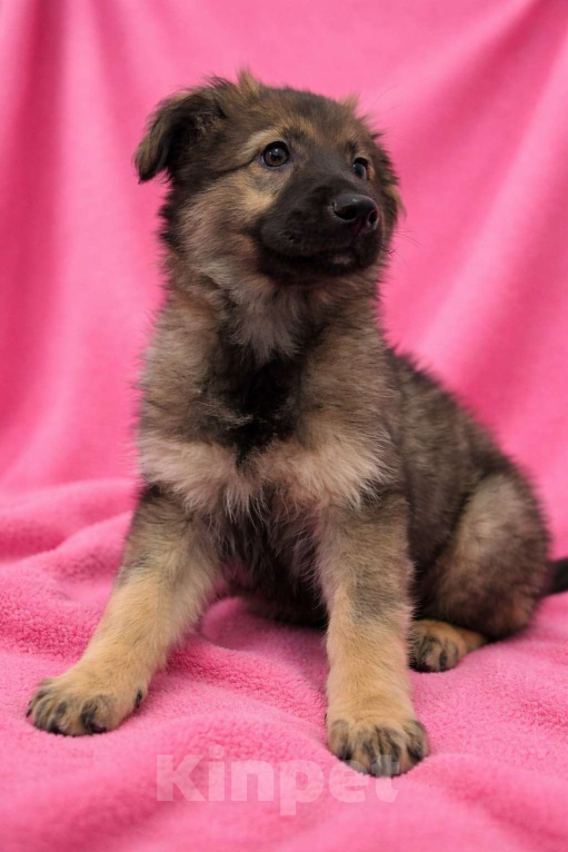 Собаки в Москве: Щенок девочка Шери в поисках дома Девочка, Бесплатно - фото 8