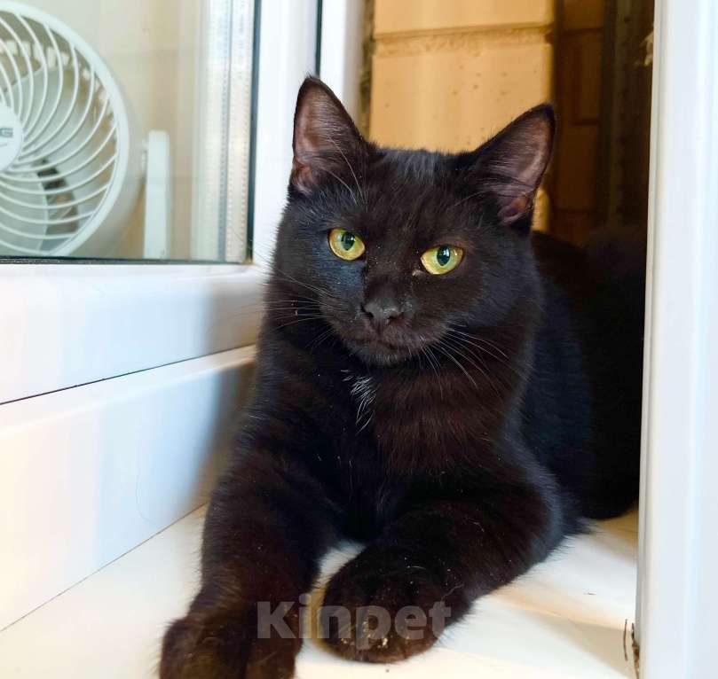 Кошки в Москве: Котёнок Шанель в добрые руки Девочка, Бесплатно - фото 2