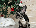 Собаки в других городах Московской области: Французский бульдог дарк мерле Девочка, 50 000 руб. - фото 1