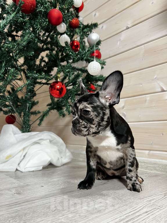 Собаки в других городах Московской области: Французский бульдог дарк мерле Девочка, 50 000 руб. - фото 1