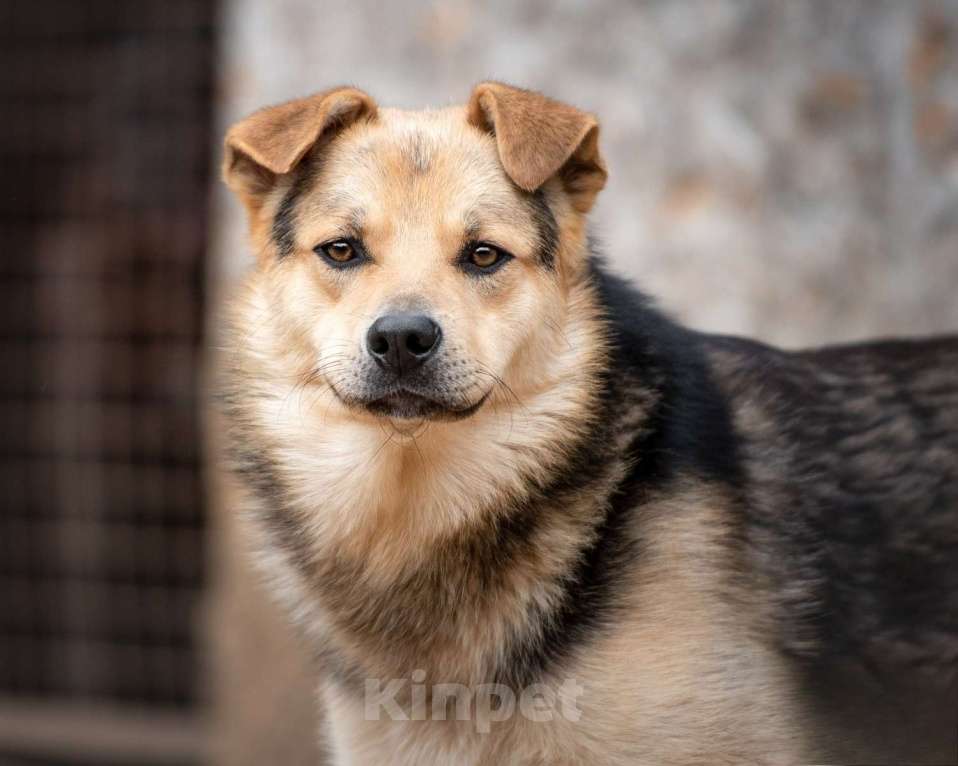 Собаки в Москве: Персик - самый сладкий мальчик в приюте Мальчик, Бесплатно - фото 2