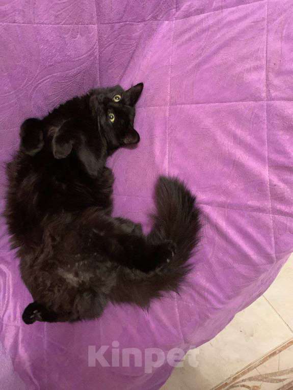 Кошки в Москве: Бросили в мороз на даче ласковую кошку  Девочка, Бесплатно - фото 3