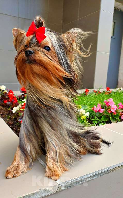 Собаки в Москве: МАЛЬЧИК МЕЛКИЙ СТАНДАРТ РКФ Мальчик, 40 руб. - фото 7