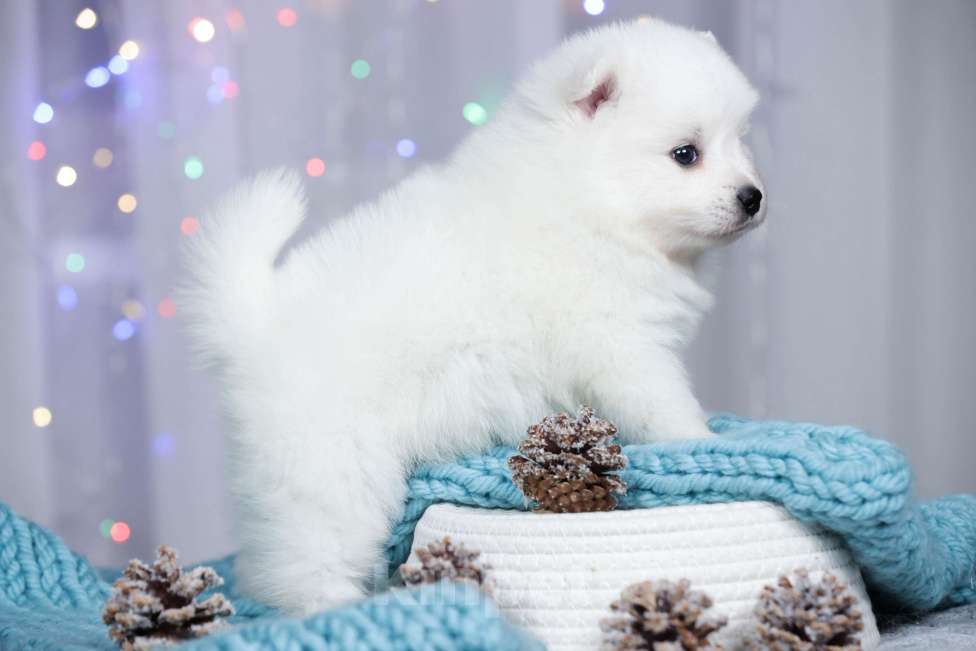 Собаки в Москве: Японский шпиц щенки РКФ  Девочка, 50 000 руб. - фото 3