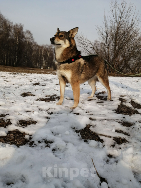 Собаки в Москве: Марли - чистый позитив в Добрые руки! Девочка, Бесплатно - фото 9