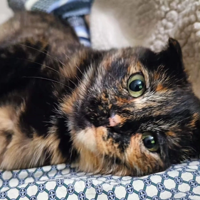 Кошки в Москве: Кошечка Счастье Девочка, Бесплатно - фото 3