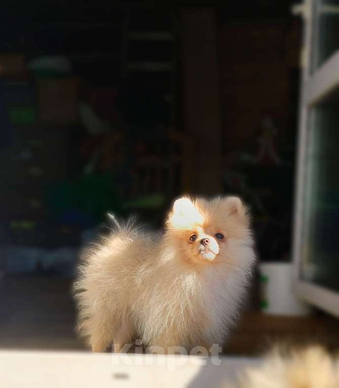 Собаки в Перми: Девочка малый шпиц  Девочка, 35 000 руб. - фото 2