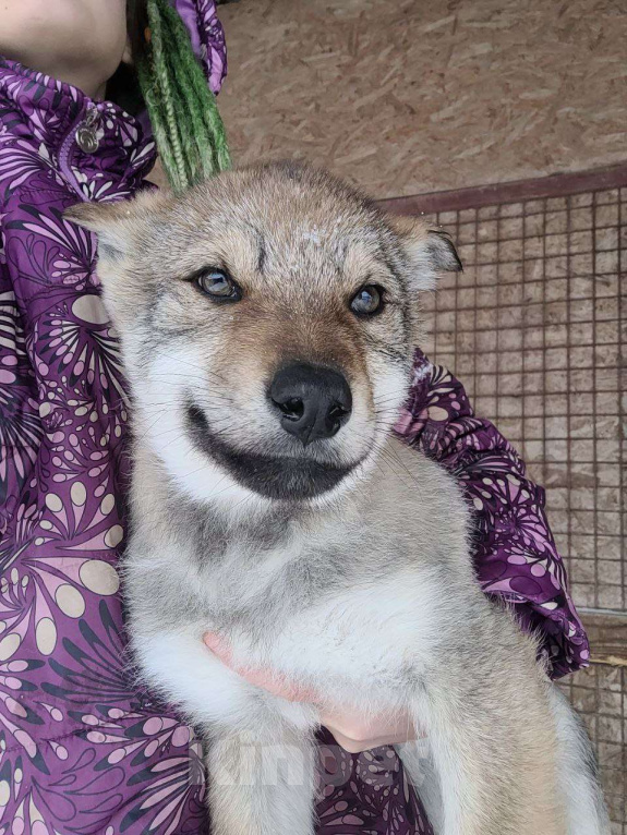 Собаки в Рязани: Щенок мальчик волчьей собаки Мальчик, 100 000 руб. - фото 1