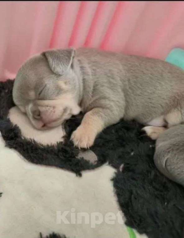 Собаки в Москве: 🐕 Кобель чихуахуа (стандарт) для племенного использования – бело-голубой, РКФ Мальчик, 10 000 руб. - фото 4