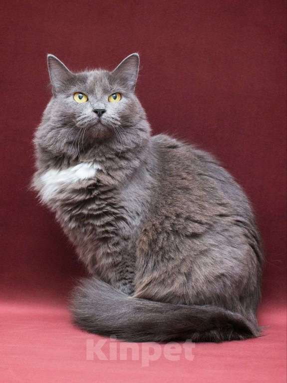 Кошки в Москве: Породистая кошечка ищет дом Девочка, Бесплатно - фото 1