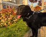 Собаки в Москве: Чара ❤️ это собака душа, собака-компаньон, она нуждается в своем человеке🙏 Девочка, Бесплатно - фото 5