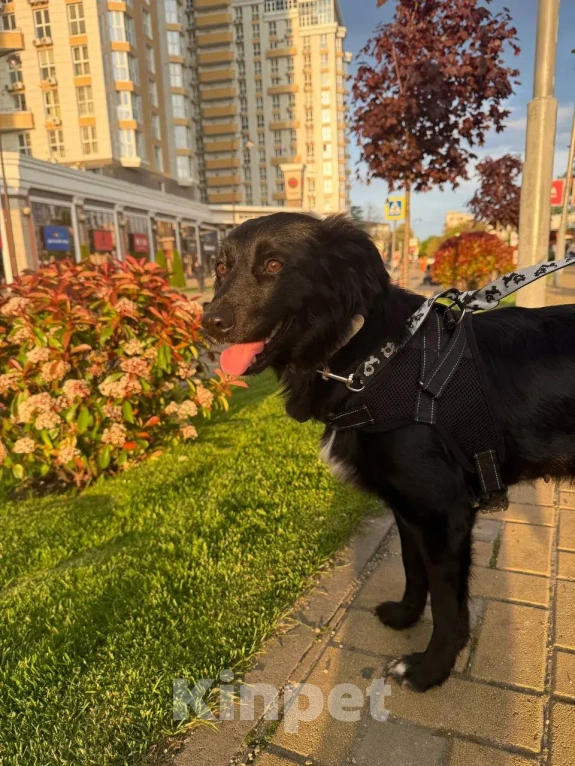 Собаки в Москве: Чара ❤️ это собака душа, собака-компаньон, она нуждается в своем человеке🙏 Девочка, Бесплатно - фото 5