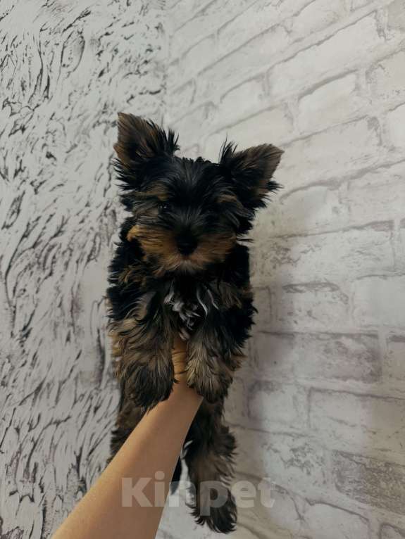 Собаки в Донецке: Продам щенка мальчика Мальчик, 15 000 руб. - фото 2